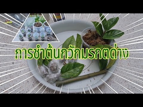 การชำต้นกวักมรกตด่าง🌿ไม้ด่าง