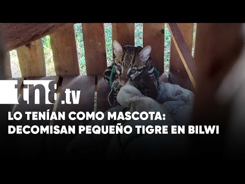 Lo tenían como mascota: Decomisan un tigrillo a una familia en Bilwi