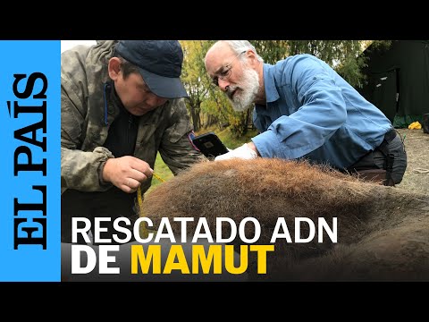 MATERIA | Una técnica revolucionaria rescata el ADN intacto de un mamut | EL PAÍS