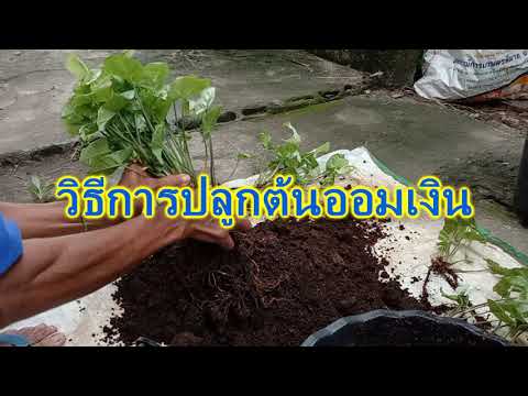 ต้นออมเงิน---Syngonium-podophy ต้นออมเงิน---Syngonium-podophy