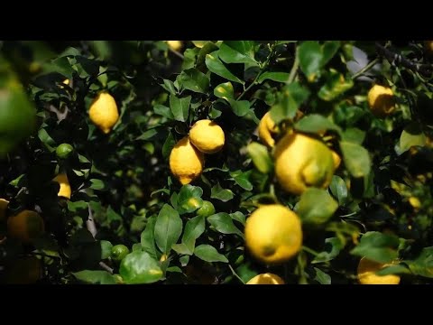 Development and climate change cause an uncertain future for the prized Menton lemon