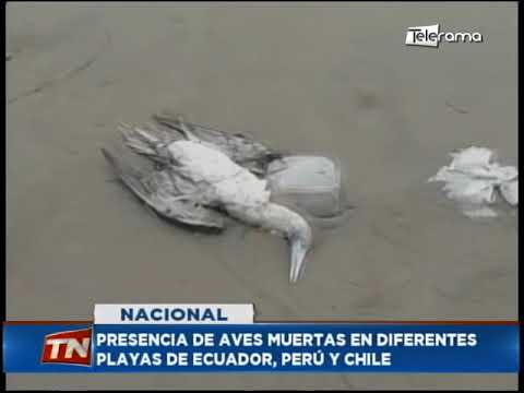 Presencia de aves muertas en diferentes playas de Ecuador, Perú y Chile
