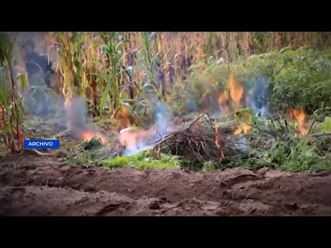 Agentes antinarcóticos erradican plantaciones de coca en Cobán - Alta Verapaz