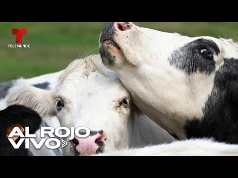 Lengua azul: enfermedad que se propaga en vacas y rumiantes de Europa