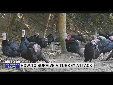 How to survive a turkey attack