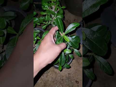 ชวนชมนานาสาระ Varietyadenium สอนทำรากตะขาบต้นชวนชมรากตะขาบชวนชมชวนชมนานสาระ