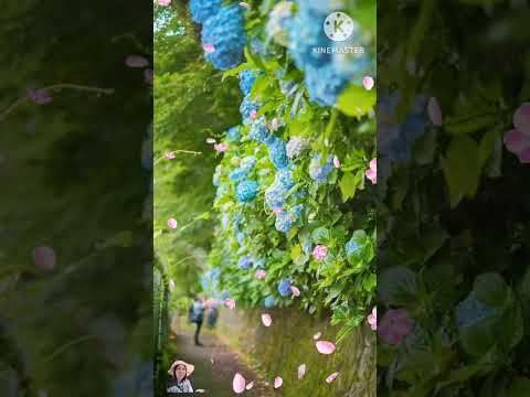 เปลี่ยนสีดอกไฮเดรนเยียร์ได้ด้ว