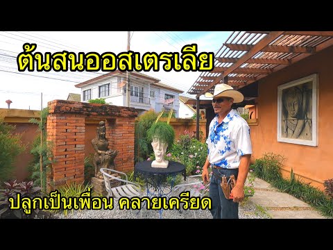 ต้นสนออสเตรเลีย-ต้นไม้คลายเครี ต้นสนออสเตรเลีย-ต้นไม้คลายเครี