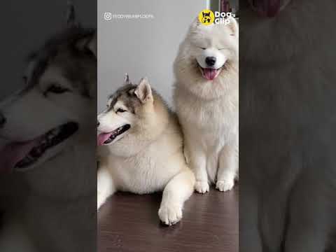 ใจเย็น-ๆ-เพื่อน-|-Dogs-Clip ใจเย็น-ๆ-เพื่อน-|-Dogs-Clip