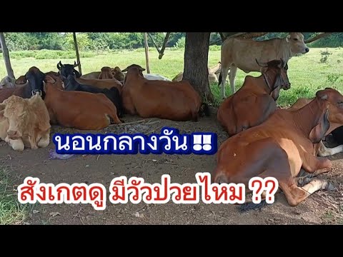 อากาศร้อนจัดสังเกตอาการวัวมี