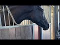 Dressage horse Vivaldi x Painted Black Merrie Dressuur 3jr