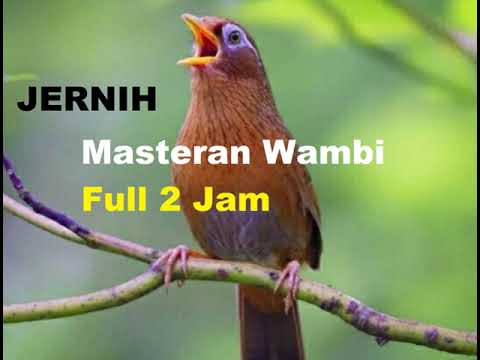 Masteran Burung Wambi Gacor Wambie Isimewa Hwamei Suara Jernih Full Isian