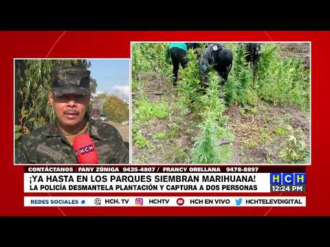 En un Parque Nacional policía militar descubre una siembra de marihuana