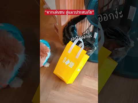 จากเล่นซนสู่แมวประสบภัย|Deeja