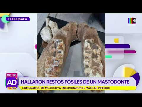 ¡Sorprendidos! Comunarios de Mojocoya encuentran restos fósiles de un mastodonte