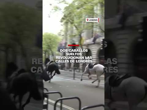 Dos caballos sueltos revolucionan las calles de #Londres