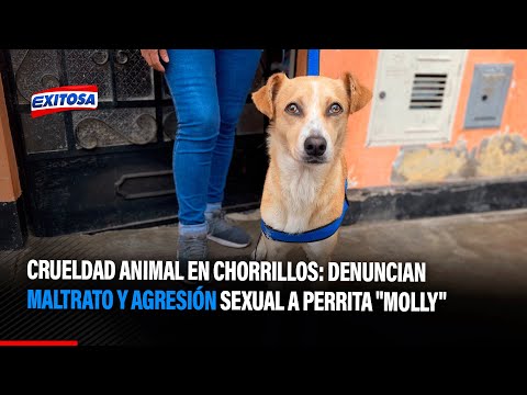 Crueldad animal en Chorrillos: denuncian maltrato y agresión sexual a perrita Molly