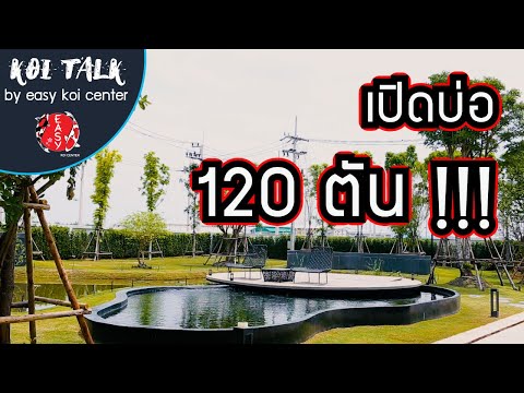Koi-Talk-EP.-7---ปล่อยปลาคาร์ฟ Koi-Talk-EP.-7---ปล่อยปลาคาร์ฟ