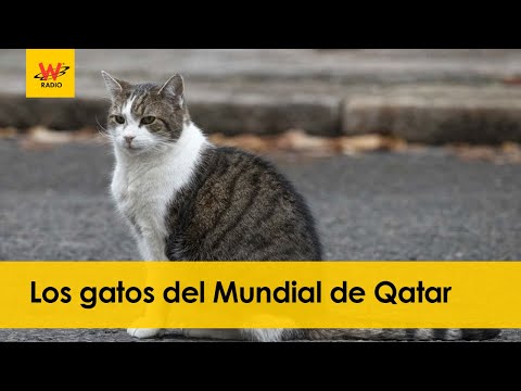 Los gatos del Mundial de Qatar