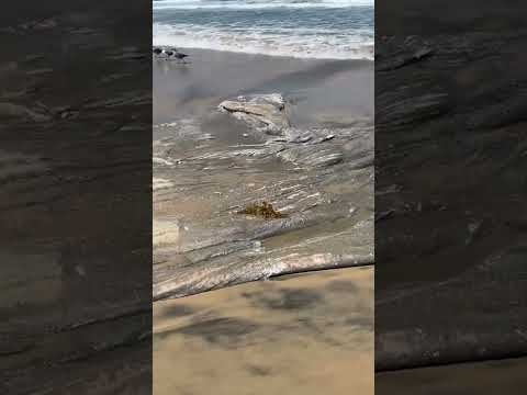 El mar arrojó algo misterioso a la playa ? @SaidRodriguez