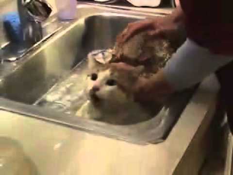 會說巧克力的貓 Cat speaking chocolate in Chinese