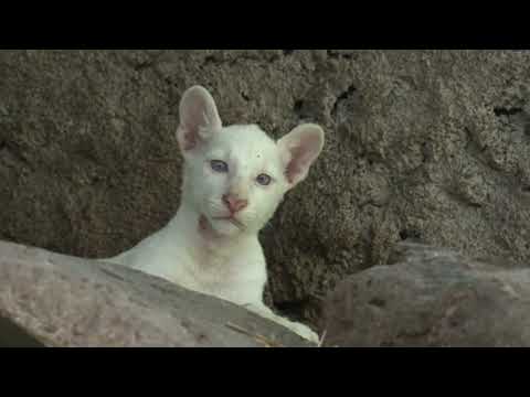 Presentan a Itzae, el primer puma albino nacido en cautiverio en Nicaragua