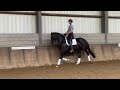 حصان الفروسية Prachtige zwarte 4jarige dressuur merrie