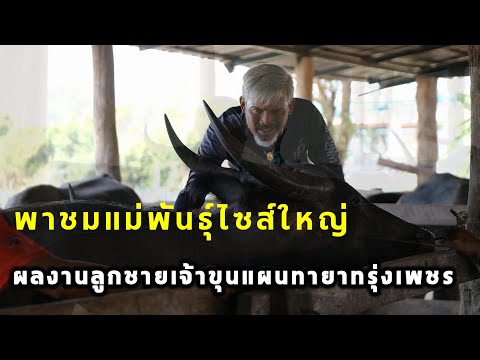 พาชมแม่พันธุ์หลักเพชรกล้าณรงค์