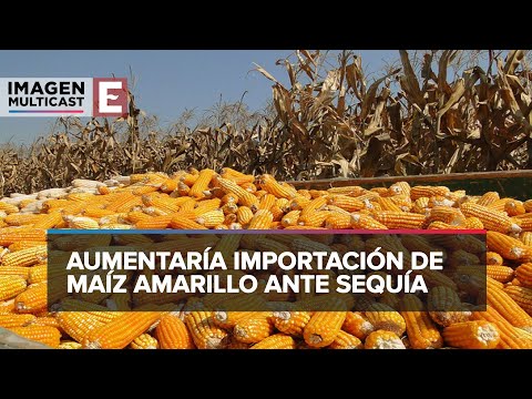 Ante sequía, México prevé incrementar la importación de maíz amarillo