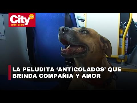 Muñeca: la perrita que alegra los días de conductores y usuarios del SITP | CityTv