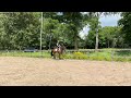 Dressuurpaard Fantastisch dressuurtalent | lieve 4-jarige merrie