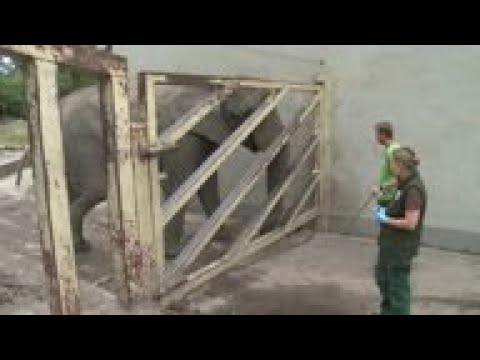 Zookeepers test hemp oil to help stressed elephants