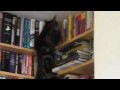 Supercats: Episode 1 — The Funniest Cat Video!