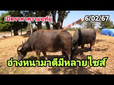 เปิดราคาควายอุทัยอ่างหนามาดีม