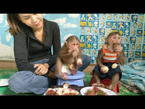 Mimi monkey who recovered his health started eating a lot of fruit