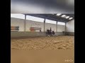 Dressage horse 4-jarige dressuurtopper