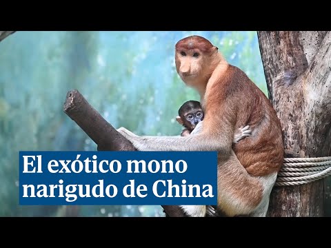 Sen Yi, el exótico mono narigudo de China