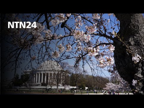 Washington se adorna de rosa con el florecimiento de los cerezos que en este 2024 se adelantó