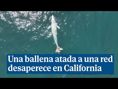 Una joven ballena gris enredada en una red desaparece en la costa norte de California