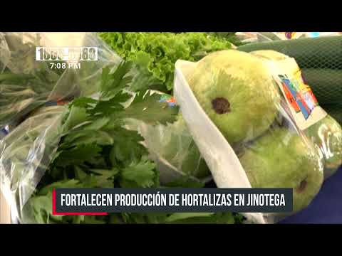 Capacitan a productores de Jinotega en el manejo de plagas en hortalizas - Nicaragua
