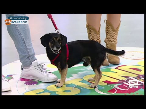 Hacemos un chequeo rutinario en el veterinario | Estando Contigo