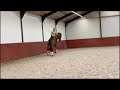 Dressuurpaard Mooie 6 jarige ruin te koop