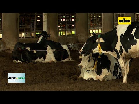 Cómo apuntar a lograr vacas más productivas en lechería