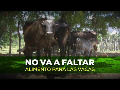 No va a faltar alimentos para las vacas