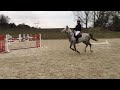 Show jumping horse Makkelijk te rijden 8jarige springmerrie