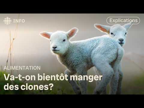 Bientôt des animaux clonés dans votre assiette? | D'abord l'info