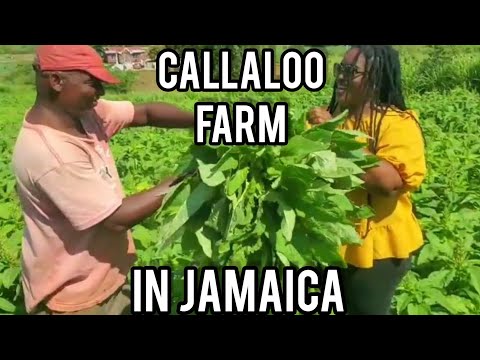 THE MOST NUTRITIOUS JAMAICAN CALLALOO // HUGE CALLALOO FARM IN JAMAICA // INSPIRING FARMING  STORY