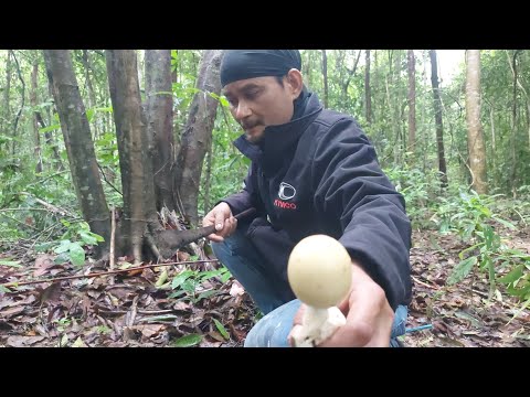 เห็ดระโงก!เห็ดผึ้งตับเต่า!หน่อ