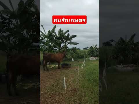 คนรักเกษตรเกษตรผสมผสานอ้อยดำ