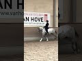 Dressage horse 7 jarige Pre merrie